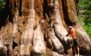 base-de-sequoia-gigante